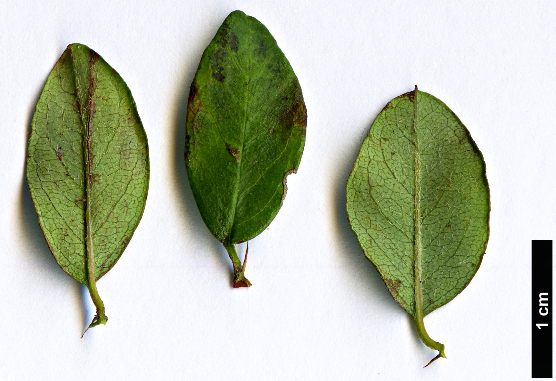 High resolution image: Family: Rosaceae - Genus: Cotoneaster - Taxon: conspicuus - SpeciesSub: ’Twyfords Alarm’